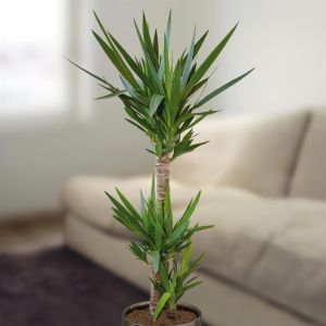 Standard Yucca elephantipes 130cm