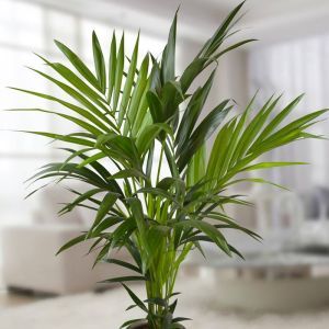 Howea Forsteriana Palm