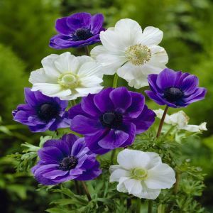 Anémone coronia Combi blanche/bleu