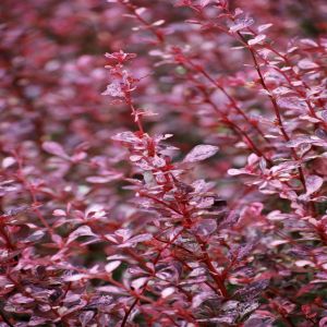 Berberis thunbergii Pink Queen