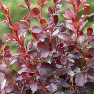 Berberis thunbergii  Dart's Red Lady