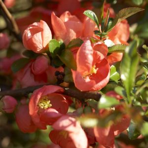Chaenomeles x superba Salmon Horizon