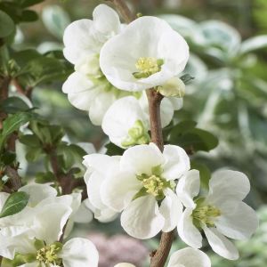 Chaenomeles x superba Jet Trail