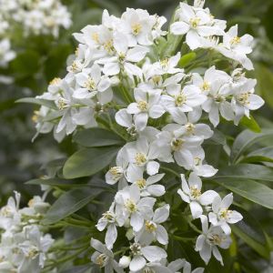 Choisya ternata