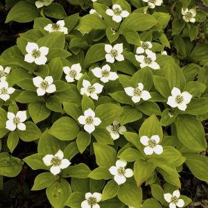 Cornus Canadensis/Cornouiller