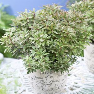 Pieris Japonica Little Heath 9 cm
