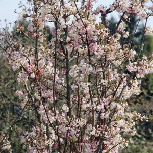 Viburnum bodnantese Charles Lamont