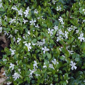 Vinca minor