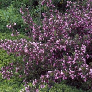 Wegela Florida Floris Purpureis