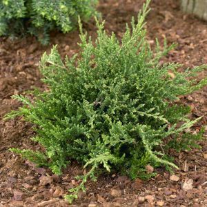 Juniperus Horizontalis Prince of Wales