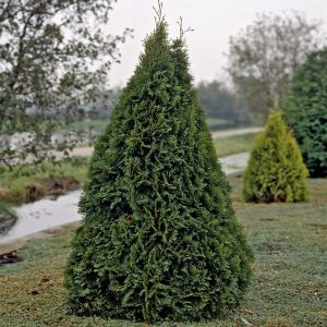 Thuja occidentalis Smaragd 9cm