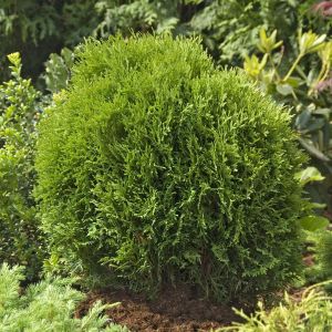 Thuja occidentalis Tiny Tim