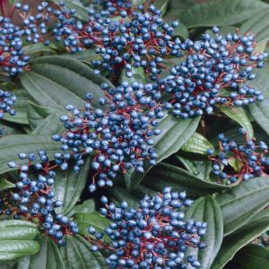 Viburnum davidii v2