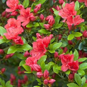 Rhododendron Geisha Orange