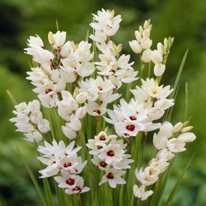 Ixia Giant