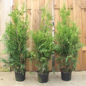 Thuja occidentalis Brabant