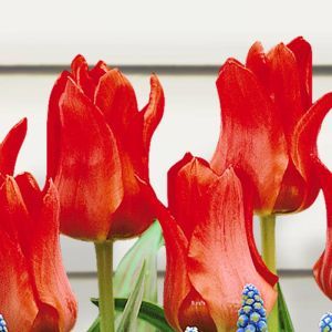 Tulipe Red Riding Hood x 10