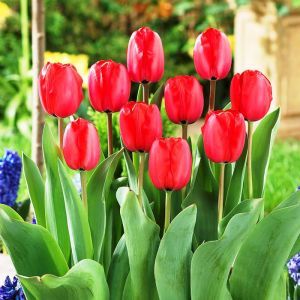 Tulipe Darwin Hybride Impression Rouge x 10