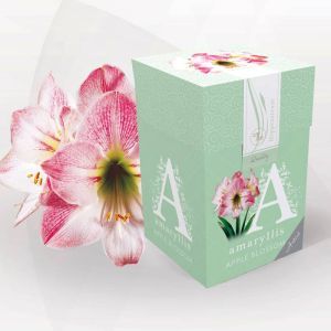 Amaryllis Apple Blossom boîte à offrir