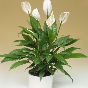 Spathiphyllum Chopin /Fleur de Lune 9cm