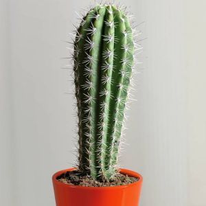 Cactus Pachycereus Pringlei 17cm