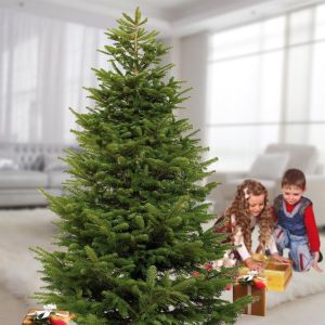 Abies nordmanniana 220-240 cm v3