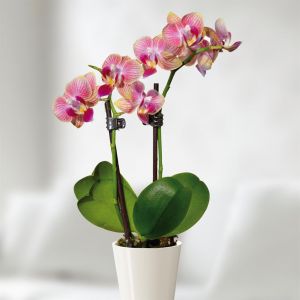 Orchidée naine bicolore