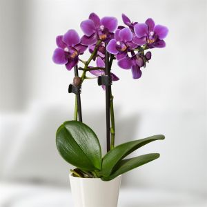 Orchidée naine violette