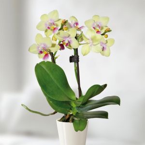 Orchidée naine Jaune