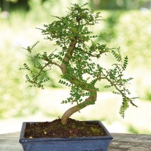 Zanthoxylum pot 25cm(182540)