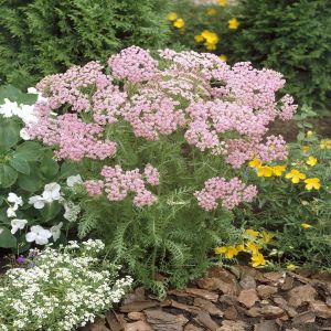 Achillea millefolium Rose x 3
