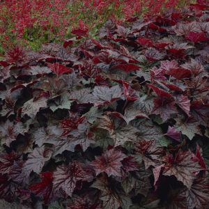 Heuchera Coral Bells Purple Palace x 3