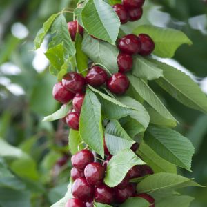 Cerisier Prunus avium Sylvia