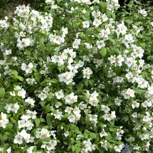 Seringat Philadelphus Belle Etoile