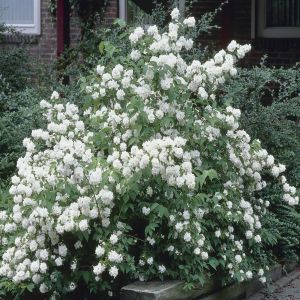 Seringat Philadelphus Dame Blanche