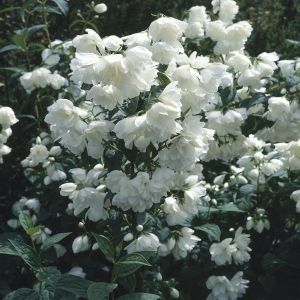 Seringat Philadelphus Snowbelle