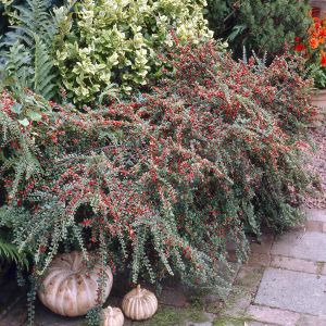 Cotoneaster horizontalis
