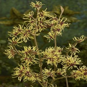 Hamamelis x intermedia Pallida