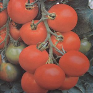 Tomates pour balcons Maja