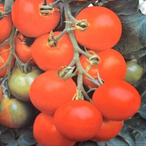 Tomates pour balcons Maja