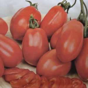Tomate Roma