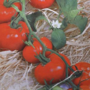 Tomate St. Pierre