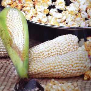 Popcorn Maïs Plomik