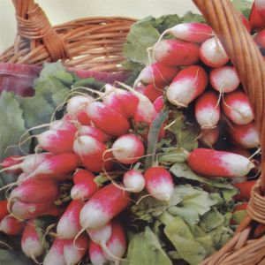 Radis French - Flamboyant