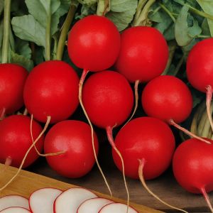 Radish Cherry Belle