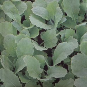 Quesse (feuilles de navet)