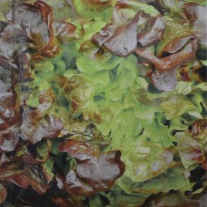 Laitue à couper- à feuille de chêne