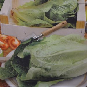 Laitue romaine Blonde maraîchère