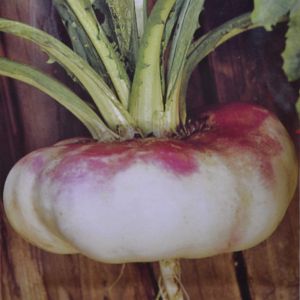 Navet potager de Milan