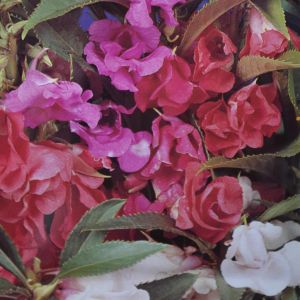Balsamine à fleur de Caméllia